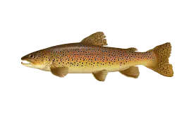 brown-trout