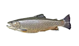 lake-trout