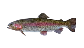 rainbow-trout-steelhead