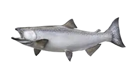 salmon